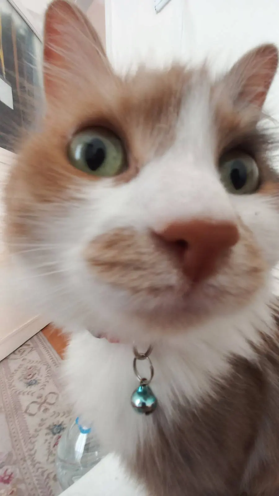 My cat